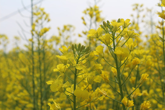 油菜花