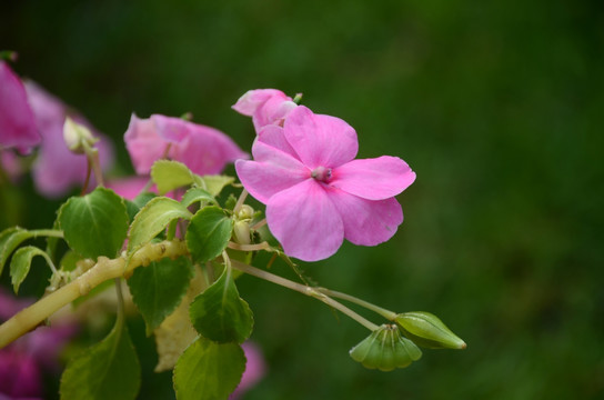 凤仙花