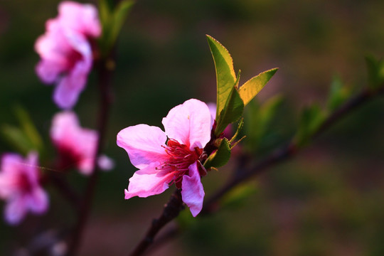 桃花