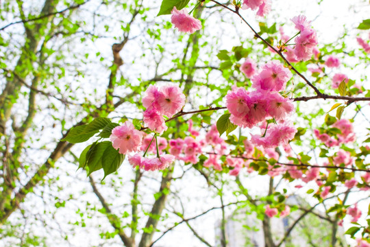 桃花朵朵开