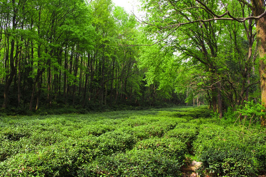 南京中山陵 山中小路