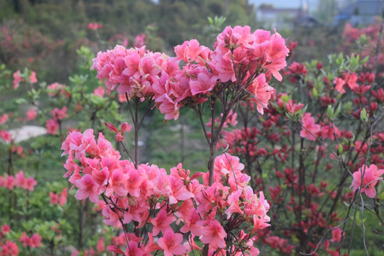 杜鹃花 映山红 山石榴