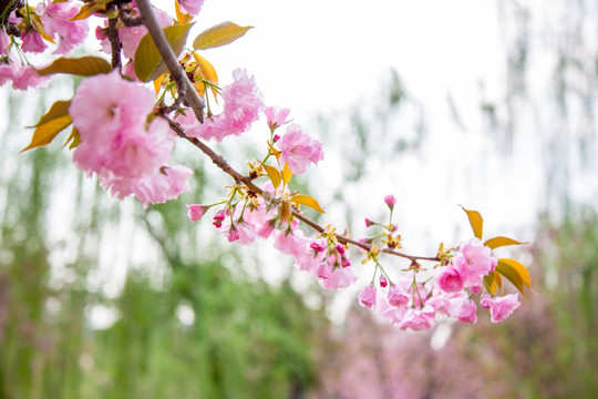 樱花