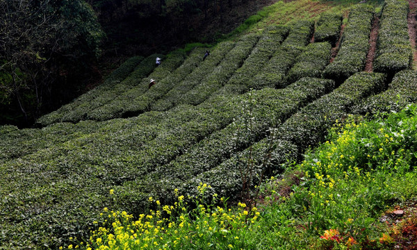 采茶 茶山