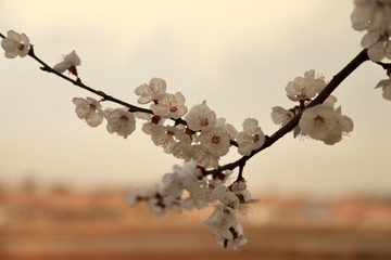 花卉