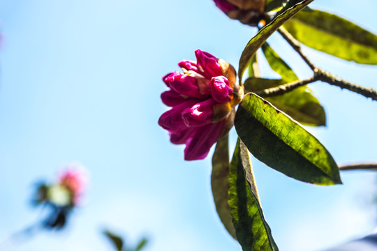 杜鹃花 马缨花