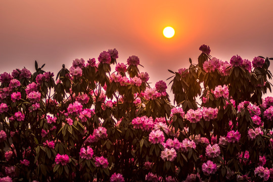 杜鹃花 马缨花