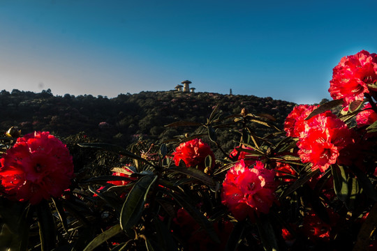 杜鹃花 马缨花