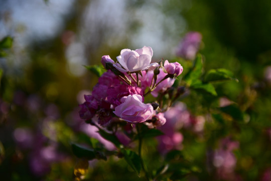 蔷薇花 蔷薇 花朵 鲜花 花蕊