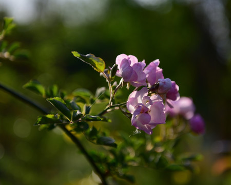 蔷薇花 蔷薇 花朵 鲜花 花蕊