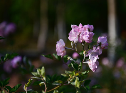 蔷薇花 蔷薇 花朵 鲜花 花蕊