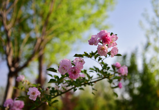 蔷薇花 蔷薇 花朵 鲜花 花蕊