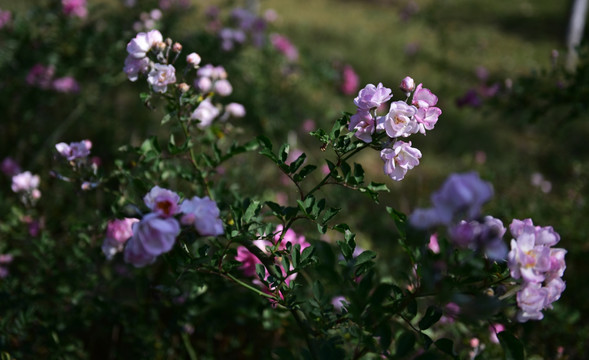 蔷薇花 蔷薇 花朵 鲜花 花蕊