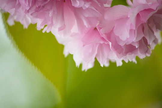 樱花背景 樱花底纹 浪漫樱花