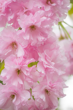 樱花背景 樱花底纹 浪漫樱花