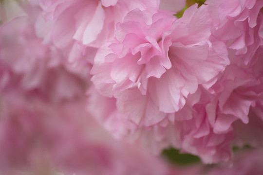 樱花背景 樱花底纹 浪漫樱花