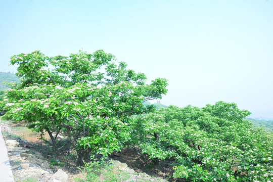 山楂树  山楂园