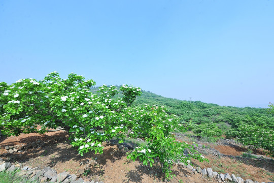 山楂园 山楂花