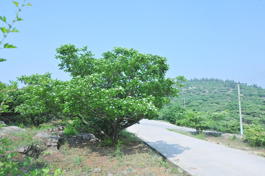 山楂园 山楂树