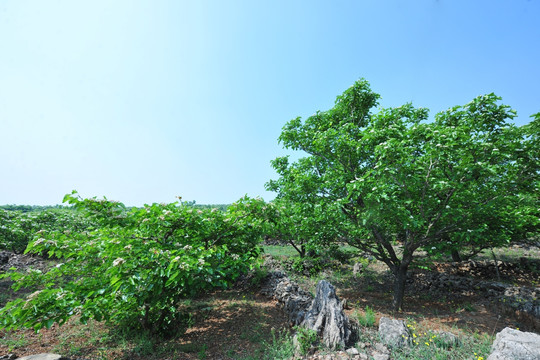 山楂树  山楂园