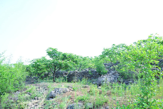 山楂园  山楂花