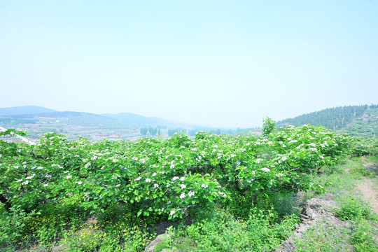 山楂树种植