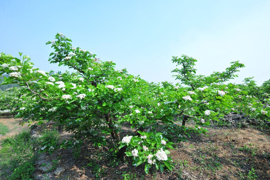 山楂树开花