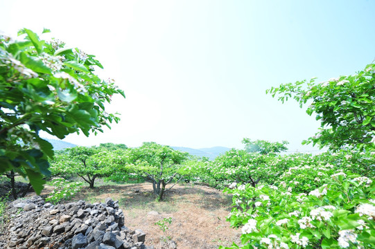 春天山楂花  白色花