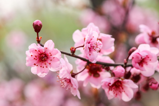 美人梅 园艺杂交种 梅花