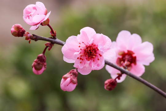 美人梅 园艺杂交种 梅花