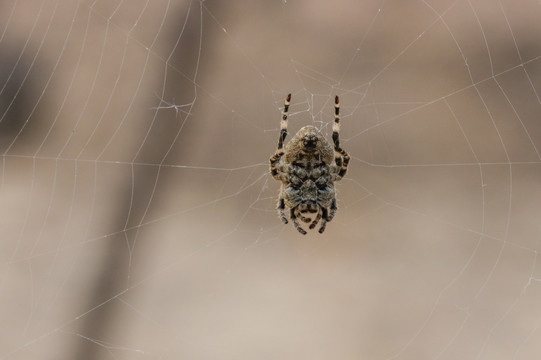 蜘蛛 挂在蜘蛛网上的蜘蛛 动物
