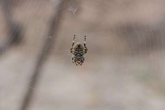 蜘蛛 挂在蜘蛛网上的蜘蛛 动物