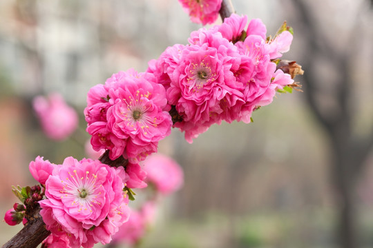 春天小桃红 重瓣榆叶梅 榆叶梅