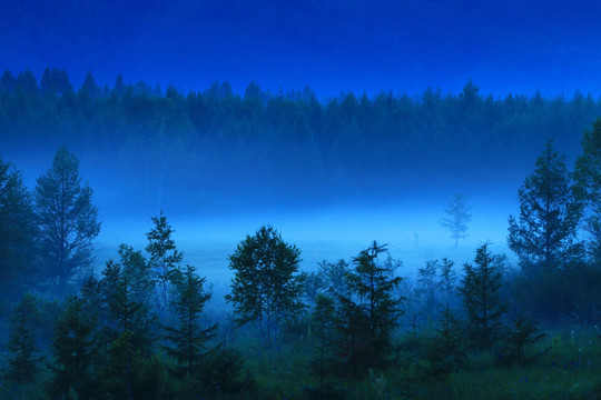 森林夜色 雾气弥漫