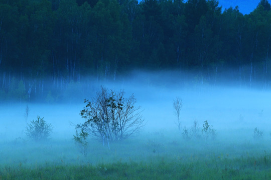 树林夜色 雾气弥漫