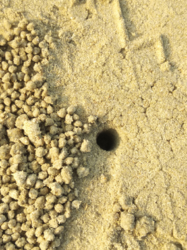 海边螃蟹洞