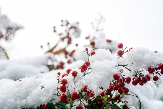 冬天 冬季 白雪 红色 果实