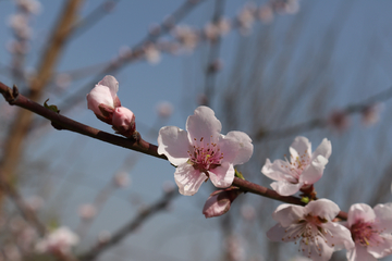 桃花