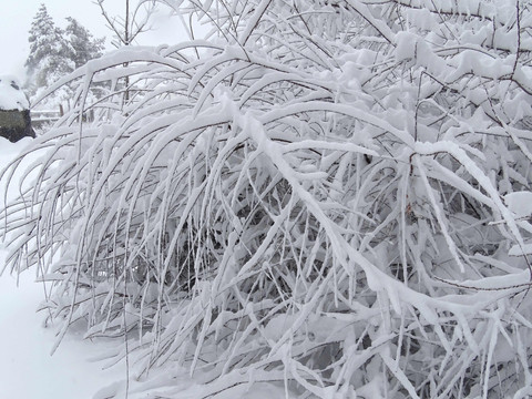 林海雪原