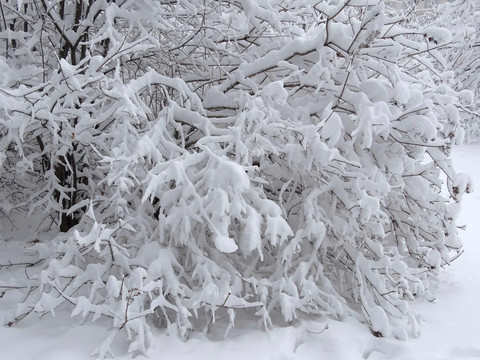 D林海雪原