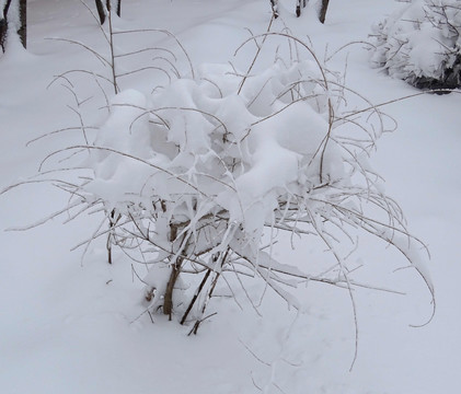 林海雪原