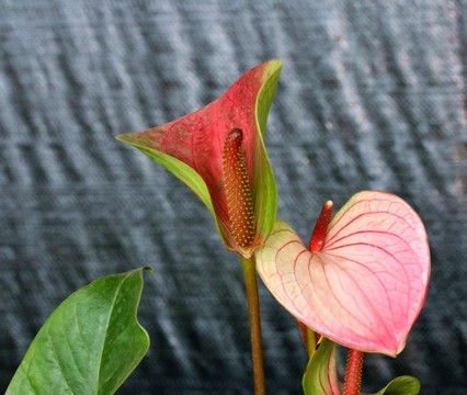 火鹤花