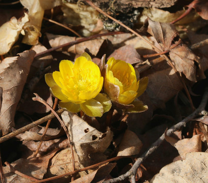 冰凌花