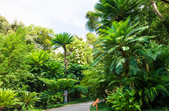 热带植物 绿色植物 热带树林