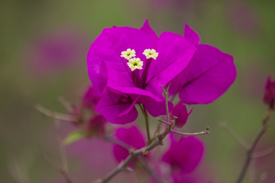 深紫宝巾花