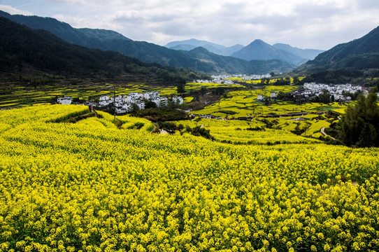 婺源江岭