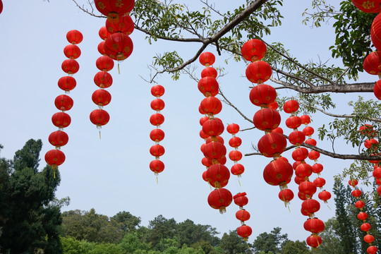 灯笼 金山植物园