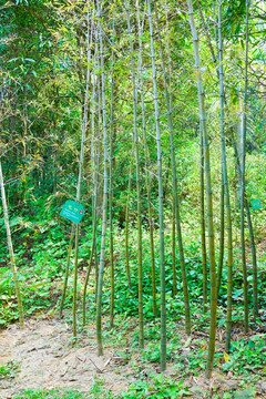 竹林小路 竹林