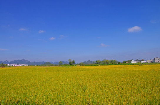 明亮田园风光