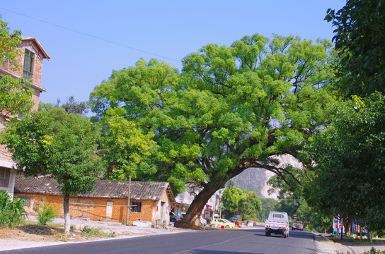 公路边上的大树